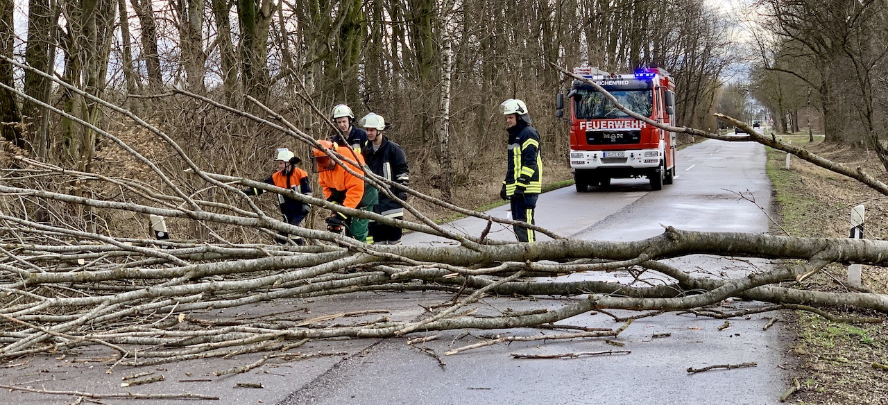 Sturmböen lassen Esche entwurzeln
