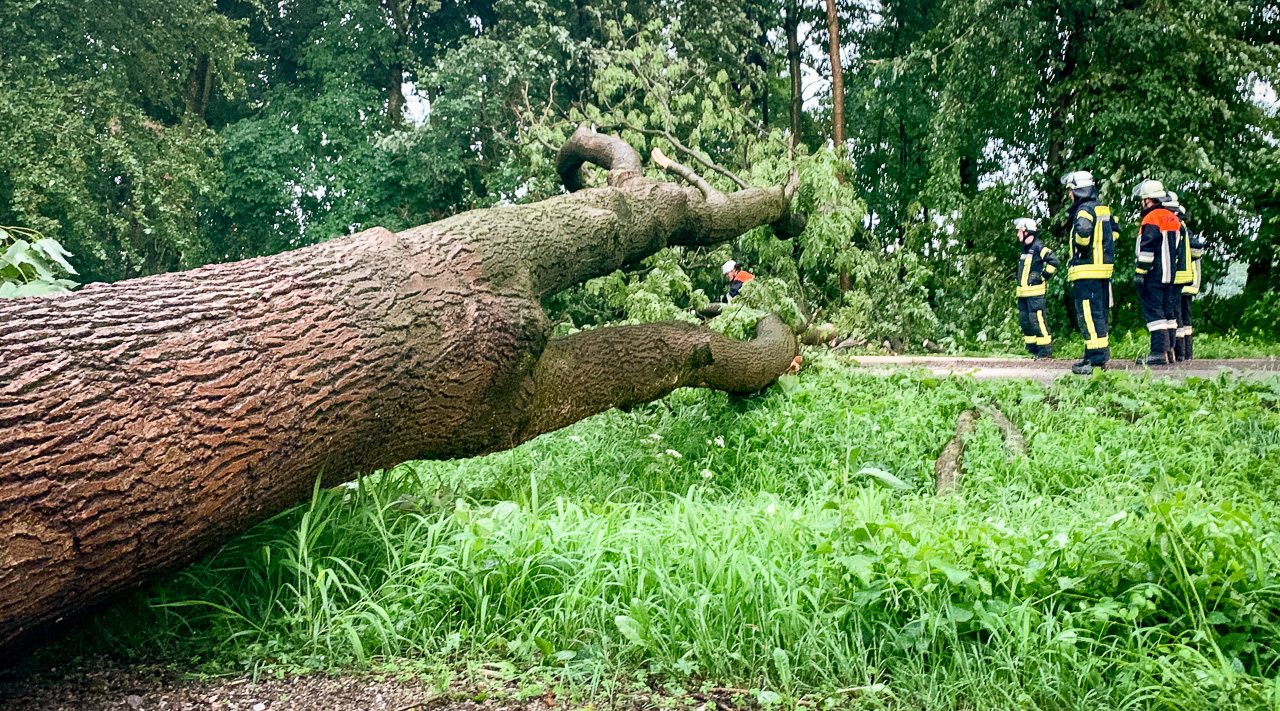 umgestürzte Bäume in Zengermoos